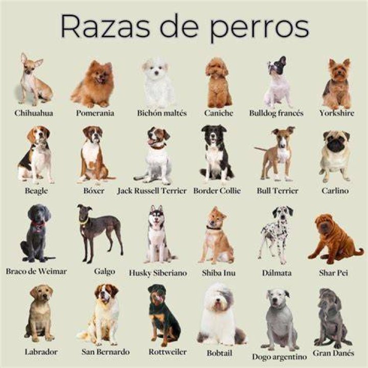 ¿Cómo se llaman los perros de dibujos animados?