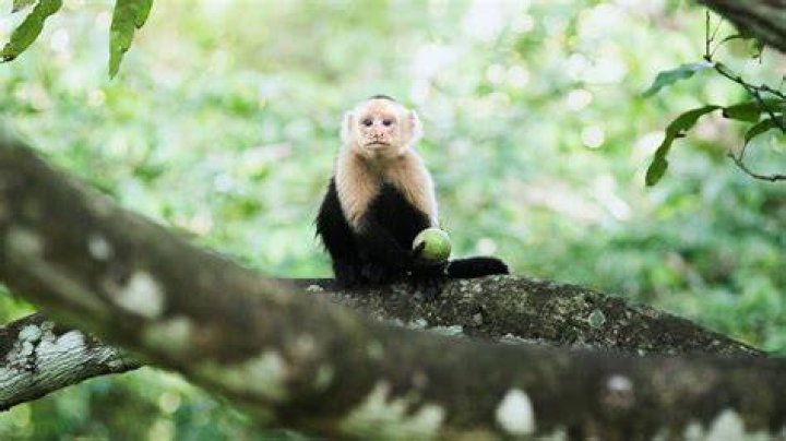 Is Chiquita The monkey still alive?
