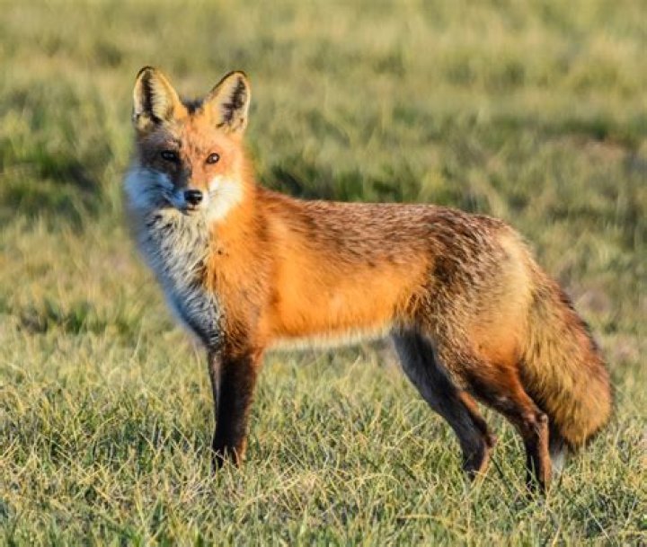 Is there a fox and the hound 3?