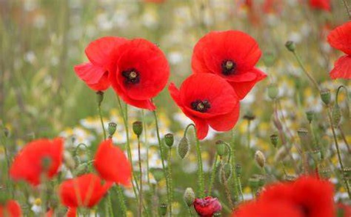 That Poppy That Poppy