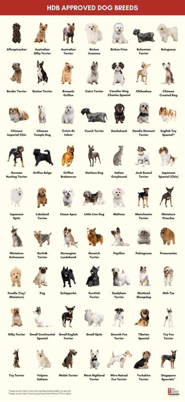 What breed is the dog from Bolt?