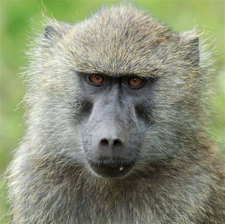 What is the monkey's name from Aladdin?