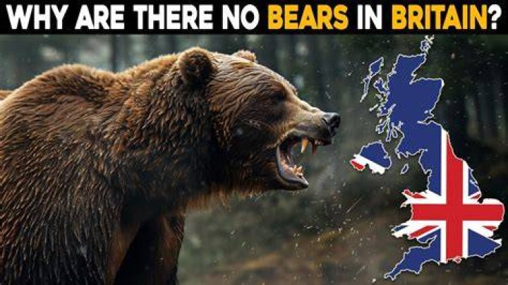 Why are there bears in Brave?